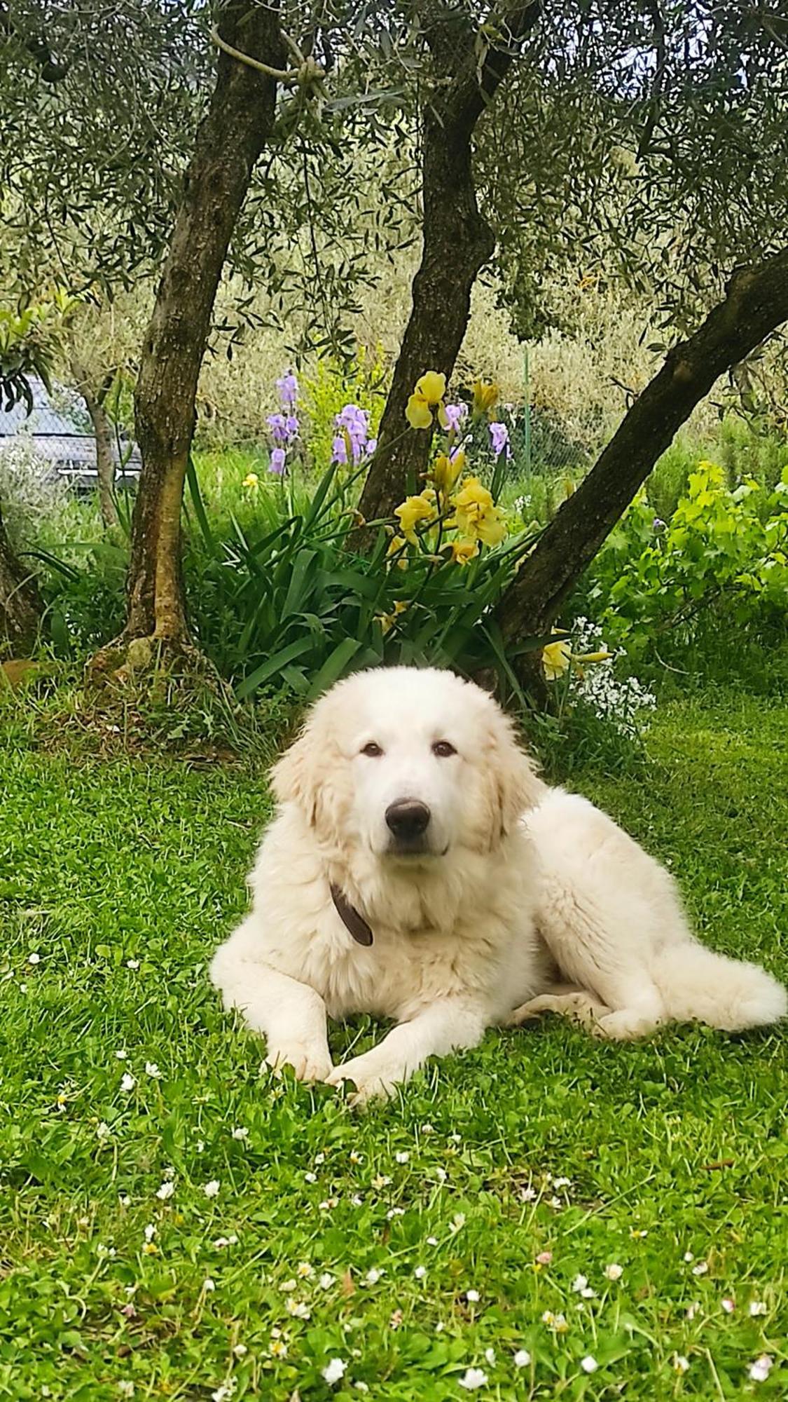 B&B La Casina Di Iris Αρέτσο Εξωτερικό φωτογραφία